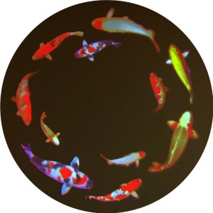 Koi Fish Circular Gobo FC - 3D002-fc